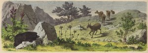 Plantas y animales de las montañas de Asia