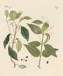 Plantas de países cálidos