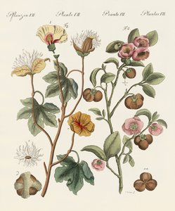 Plantas de países cálidos de German School