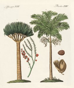 Plantas de países cálidos de German School