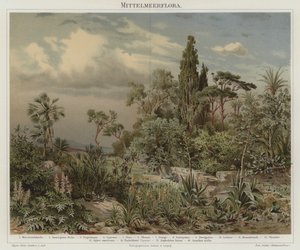 Plantas del Mediterráneo