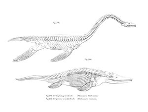 Plesiosaurio de German School