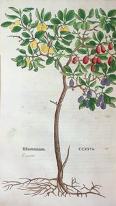 Ciruelo, una lámina botánica del Herbario por Leonhart Fuchs, publicado en Basilea, 1543