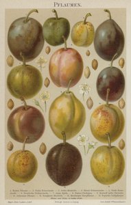Ciruelas
