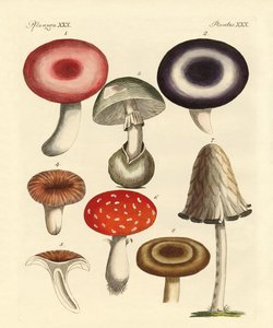 Hongos venenosos alemanes