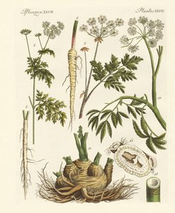 Plantas venenosas alemanas de German School
