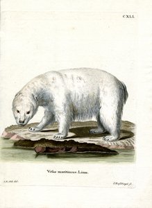 Oso Polar de German School