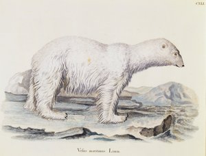Oso polar (Ursus maritimus), de Mamíferos ilustrados de la naturaleza con descripciones, por Johann Christian Daniel von Schreber, grabado por IC Bock después de un dibujo de Marechal, volumen 3, tabla 141, Alemania de German School