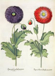 Amapolas: 1.Papaver flore multiplici incarnato; 2.Papaver flore multiplici purpurascente, del Hortus Eystettensis por Basil Besler (1561-1629), pub. 1613