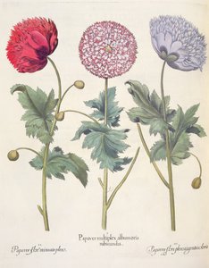 Amapolas: 1.Papaver multiplex albumoris rubicundis; 2.Papaver flore miniato plens; 3.Papaver flore plensargentei coloris, del Hortus Eystettensis por Basil Besler (1561-1629), pub. 1613