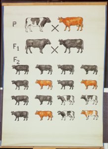 Póster que demuestra la Ley de Mendel en ganado de German School
