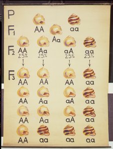 Póster de caracoles Cepea de German School