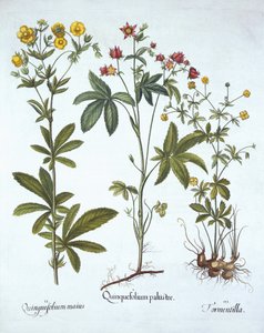 Potentillas, de Hortus Eystettensis, por Basil Besler, pub. 1613 de German School