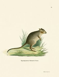 Potoroo de German School