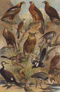Aves de presa de German School