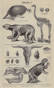 Animales prehistóricos de German School