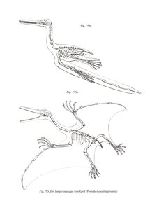 Pterodáctilo de German School