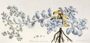 Pulmonaria Maritima, 1785-1788 de German School