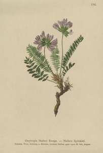 Oxytropis púrpura (Oxytropis Halleri) de German School
