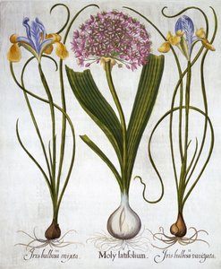 Sensación púrpura e iris españoles, de Hortus Eystettensis, por Basil Besler, pub. 1613 de German School
