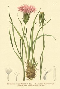 Escorzonera púrpura (Scorzonera rosea, Scorzonera purpurea subsp. rosea)
