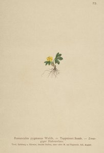 Ranúnculo pigmeo (Ranunculus pygmaeus, Ranunculus tappeineri, Ranunculus baerianus, Ranunculus pygmaeus var. Langeanu) de German School