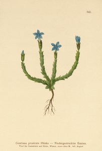Genciana pigmea (Gentiana prostrata)