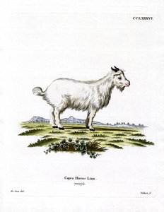 Cabra Pigmea de German School