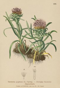 Saussurea pigmea (Saussurea pygmaea)