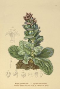 Bugula piramidal (Ajuga pyramidalis) de German School