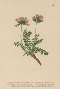 Astrágalo pirenaico (Oxytropis neglecta, Oxytropis cyanea, Oxytropis Gaudini, Oxytropis albana, Oxytropis caucasica, Oxytropis pyrenaica, Astragalus pyrenaicus)