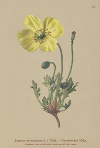 Amapola pirenaica (Papaver pyrenaeicum, Papaver alpinum sub.) de German School