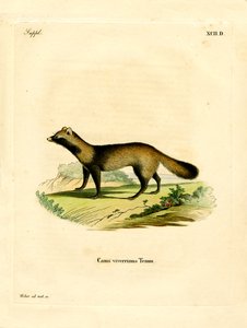 Perro Mapache de German School