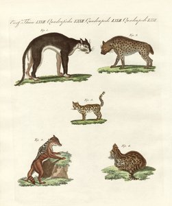 Animales rapaces de German School