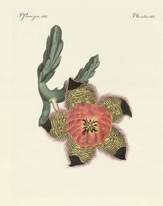 Plantas africanas raras