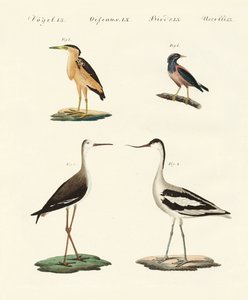 Aves raras alemanas de German School