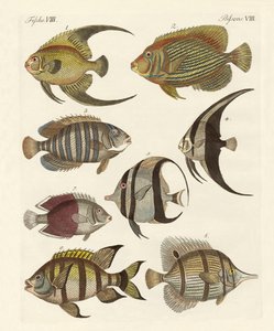 Peces raros de la India de German School