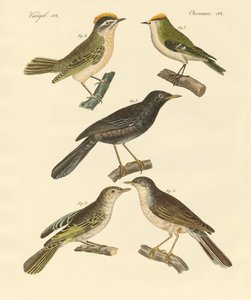 Aves raras y hermosas de Europa y Alemania de German School