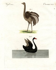 Aves raras de German School