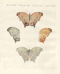 Mariposas raras de German School
