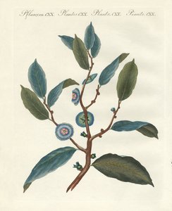 Plantas ornamentales raras