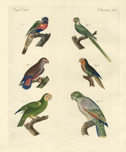 Loros raros de German School