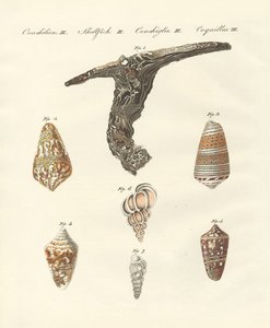 Conchas raras de German School
