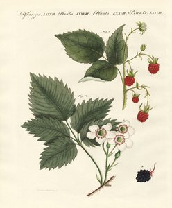 Frambuesas y moras