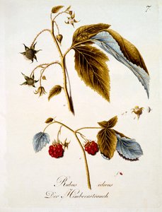 Frambuesa, ilustración de un libro de flores silvestres alemanas de Johann Daniel von Reitter, publicada c.1803-5