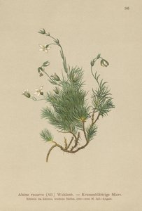 Sandwort recurvado