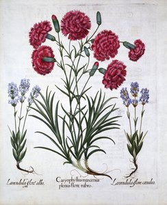 Clavel rojo y lavanda, de Hortus Eystettensis, por Basil Besler, pub. 1613