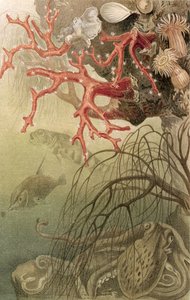 Coral rojo, lámina de Brehms Tierleben: Allgemeine Kunde des Tierreichs, vol.10, p.608, publicado por Bibliographisches Institut, 1893 de German School