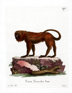 Aullador Rojo de German School