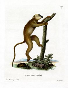 Lémur Rojo